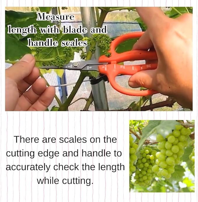 CHIKAMASA B-500SF Japanese Gardening Shears (2-Pack) with a Bonus Microfiber Cleaning Cloth - Fluorine Coated Stainless Steel Precision Trimmers for Grapes, Herbs, and Bonsai