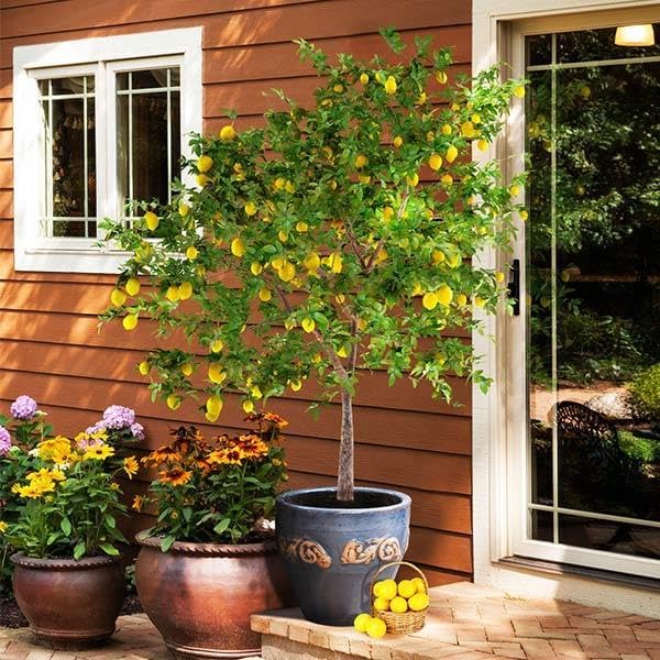 Brighter Blooms - Meyer Lemon Tree, 4-5 ft. - No Shipping to AK, AL, AZ, CA, FL, GA, HI, LA, MS, OR, TX