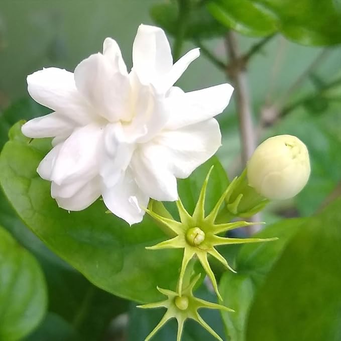 Arabian Jasmine (Jasminum Sambac) - Live, Fragrant, Blooming, Indoor/Outdoor Decorative Plant (4 Arab jas sacs)