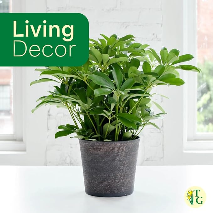 Thorsen's Greenhouse Live Arboricola Umbrella Tree Plant, Schefflera Arboricola, Natural Air Purifier, Easy to Grow, Live Indoor Houseplant, 4-inch Diameter (White)