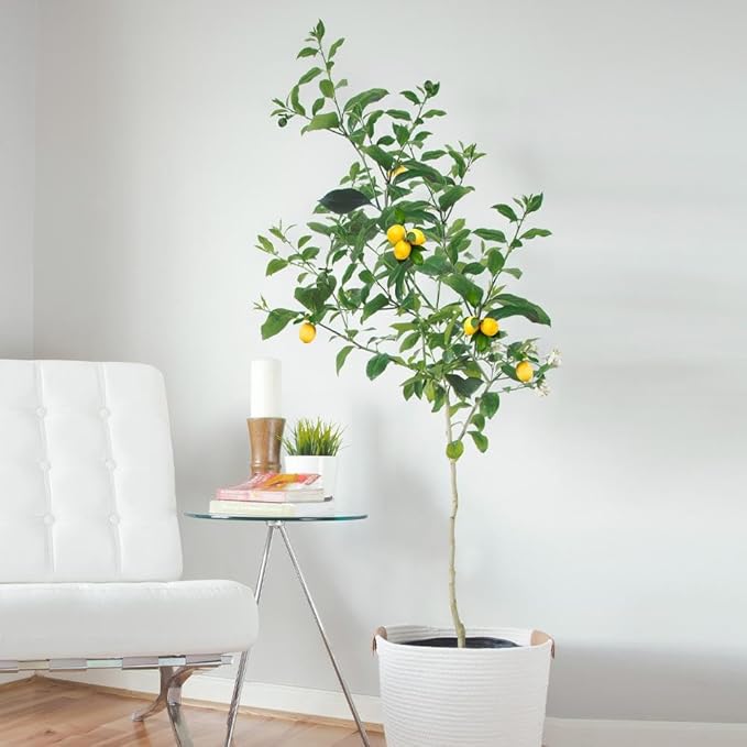 Brighter Blooms - Meyer Lemon Tree, 4-5 ft. - No Shipping to AK, AL, AZ, CA, FL, GA, HI, LA, MS, OR, TX