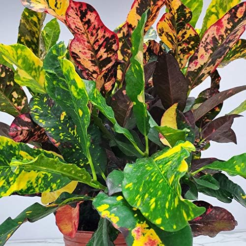 Croton Plants (Magnificent, 3 Gallon/10 Nursery Pot)