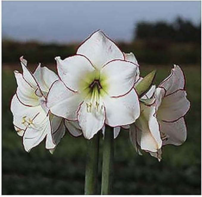Picasso Amaryllis | 26-28 cm Bare Root Bulb | Picotee White with Pink/Red Edges | Elegant Floral Display | Ideal for Indoor & Outdoor Planting