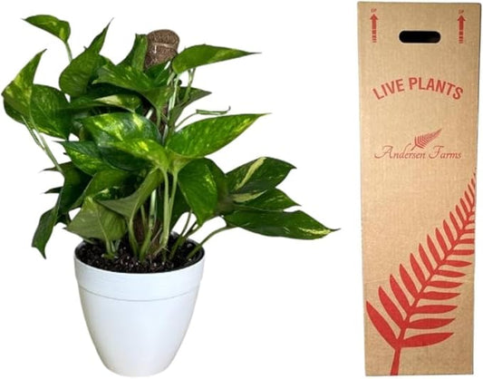 Golden Pothos Totem Live Plant, Yellow and Green, Indoor/Outdoor, Natural, 6-inch Deco Pot, 12-15 Inches Tall