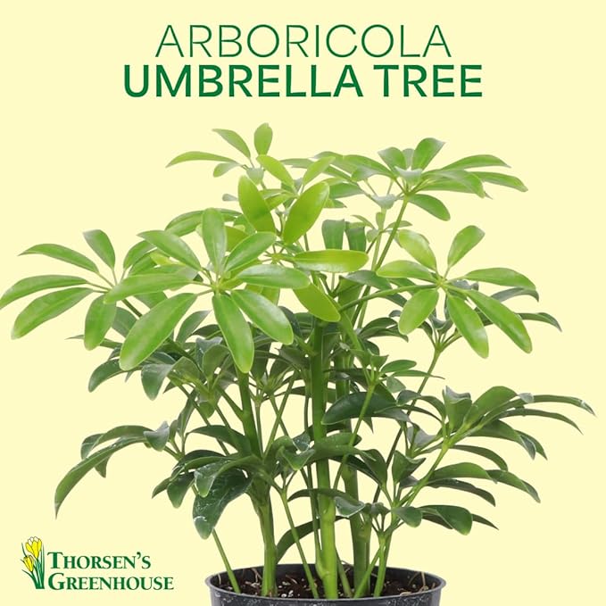 Thorsen's Greenhouse Live Arboricola Umbrella Tree Plant, Schefflera Arboricola, Natural Air Purifier, Easy to Grow, Live Indoor Houseplant, 4-inch Diameter (Lavender)