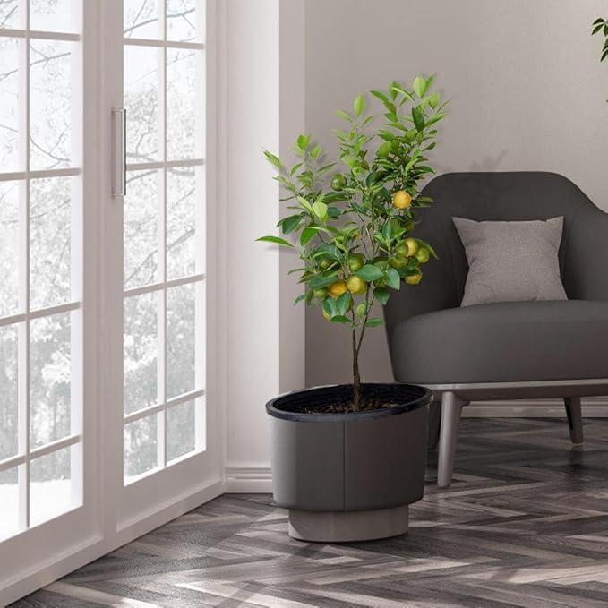 Brighter Blooms - Meyer Lemon Tree, 4-5 ft. - No Shipping to AK, AL, AZ, CA, FL, GA, HI, LA, MS, OR, TX