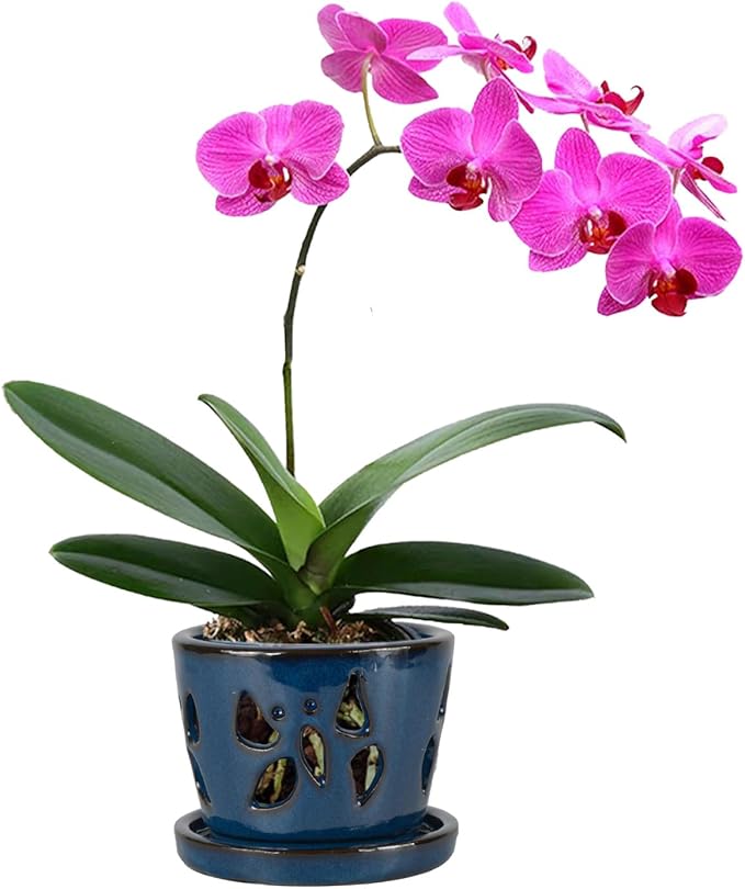 W&W Orchid Pot with Holes and Saucer for Repotting, 5 Inches, Blue