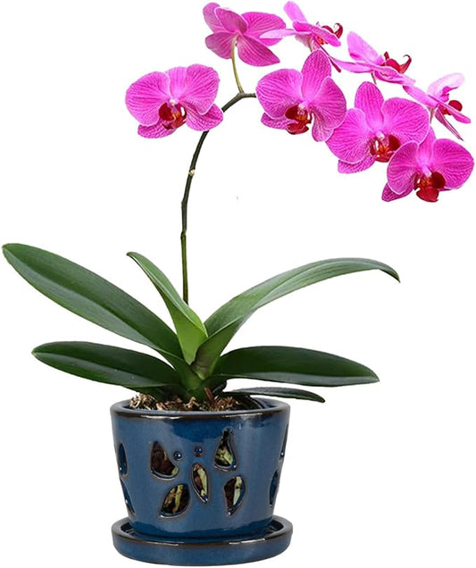 W&W Orchid Pot with Holes and Saucer for Repotting, 5 Inches, Blue