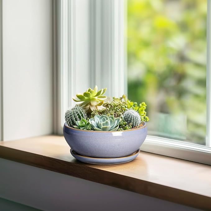 SQOWL Bonsai Tree Pots Small - 6 Inch Ceramic Succulent Planters with Drainage Hole and Saucer, Shallow Pot for Indoor Outdoor, Round Cactus Planters, Living Room Decor, Gifts for Plant Lover, Blue
