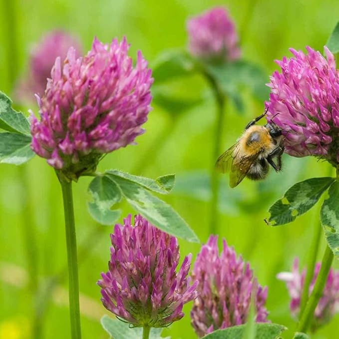 Outsidepride Perennial Red Clover Seeds - 40 lbs. Self-Seeding, Nitrocoated, Inoculated Clover Seeds for Lawn, Yard, Forage, Pasture, Hay, Nitrogen Fixation, Soil Improvement & Crop Rotation Programs
