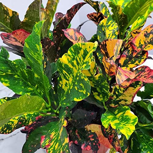Croton Plants (Magnificent, 3 Gallon/10 Nursery Pot)
