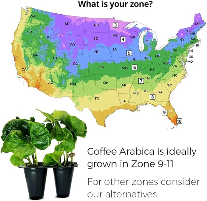 Coffee Plant Arabica Real Live Plant for Sale (8 Pack) | Coffee Lover's Dream | Easy to Grow Live for Planting | Grow Your Own Food on Your Edible Organic Garden |