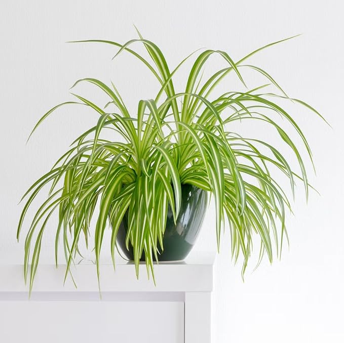 Healthy Spider Plant - Easy Care, Air-Purifying Houseplant (4 Spider Cups)