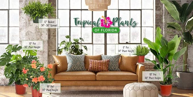 Hibiscus Plant Live - Hibiscus Bush - Red President - Overall Height 26" to 28" - Tropical Plants of Florida (Plant Only)…
