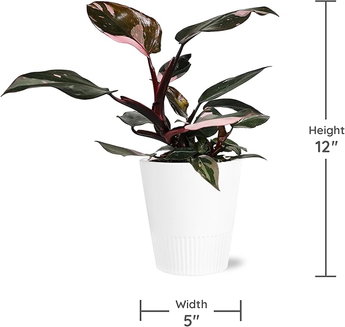 Green Circle Growers Live Pink Princess Philodendron in White Ceramic Pot – Vibrant Variegated Leaves, Perfect Indoor Houseplant, 5-Inch Decorative Planter