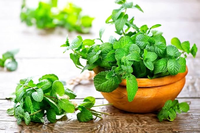 Gardenera Spearmint Potting Mix - Promote Strong Roots and Fragrant Foliage with Our Premium Blend - 4 Quart