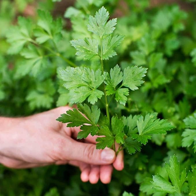 GARDENERA Parsley Plant Potting Soil - Enhance Flavor and Health with Professional Grade Nutrient-Rich Mix - 2 Quart