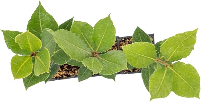 3 Live Bay Laurel Plants (Laurus Nobilis) – Aromatic Culinary Herb, Thriving in 2.5" Nursery Cubes
