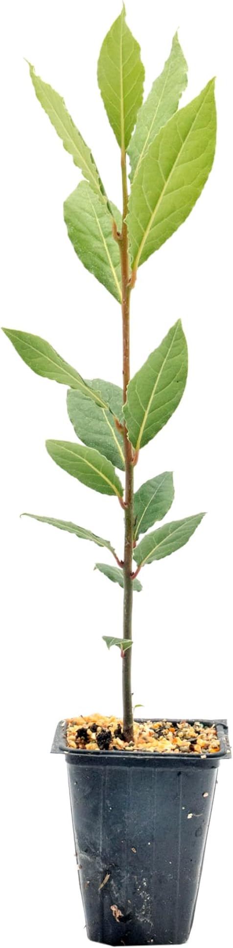 1 Live Bay Laurel Plants (Laurus Nobilis) – Aromatic Culinary Herb, Thriving in 2.5" Nursery Cubes