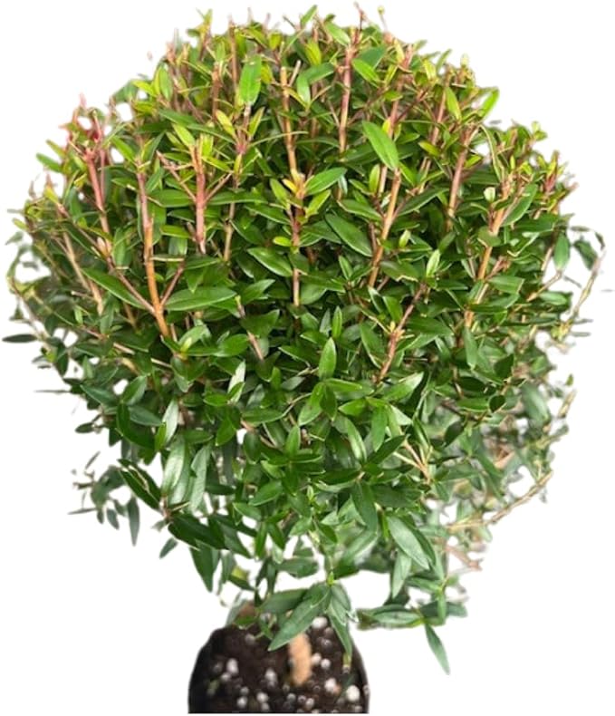 Biblical Myrtle Herb Plant - Myrtus - Ancient Herb - 4.5" Pot - Topiary