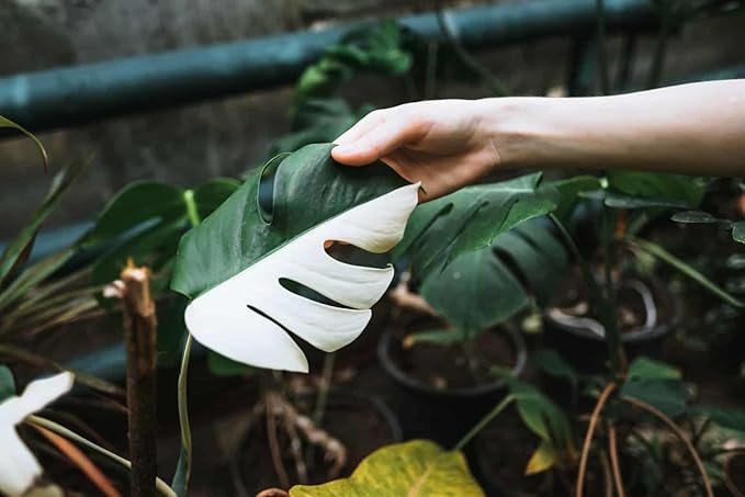 GARDENERA Monstera Borsigiana Soil Mix - Expertly Formulated for Strong Root Development - 2 Quart