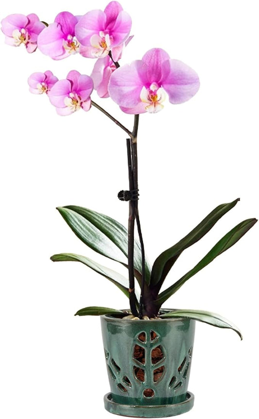 W&W Orchid Pot with Holes and Saucer for Repotting, 5.5 Inches, Grenn Mix