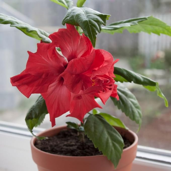 Pink Hibiscus. rosa-sinensis. Live Plant - Tropical Blooming Hibiscus, Pretty Flowers, Used in Tea and Juice (2 Pink Hibiscus sacs)