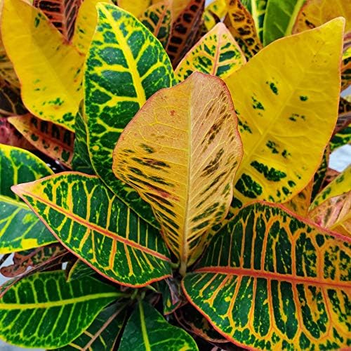 Croton Petra Plant - Tropical Foliage Plant Live - Overall Height 20" to 24" - Tropical Plants of Florida