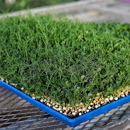 Bootstrap Farmer Microgreen 1020 Trays, Purple 10 Pack, Extra Strength with Holes Shallow Seed Plant Tray Grow Microgreens Wheatgrass Fodder Sprouting