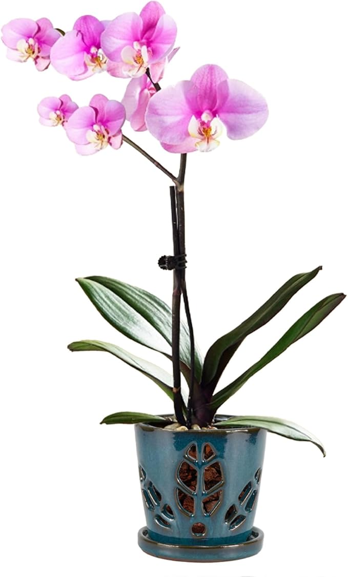 W&W Orchid Pot with Holes and Saucer for Repotting, 5.5 Inches, Teal