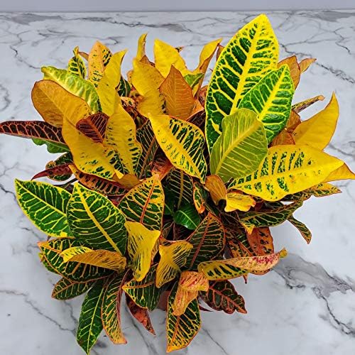 Croton Petra Plant - Tropical Foliage Plant Live - Overall Height 20" to 24" - Tropical Plants of Florida