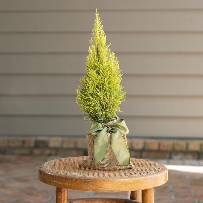 Lemony Christmas Tree. Lemon Cypress 'Goldcrest' (Cupressus Macrocarpa) - Vibrant Yellow-Green Foliage, Citrus Scent, Indoor/Outdoor (2 Cypress-Lemon sacs)