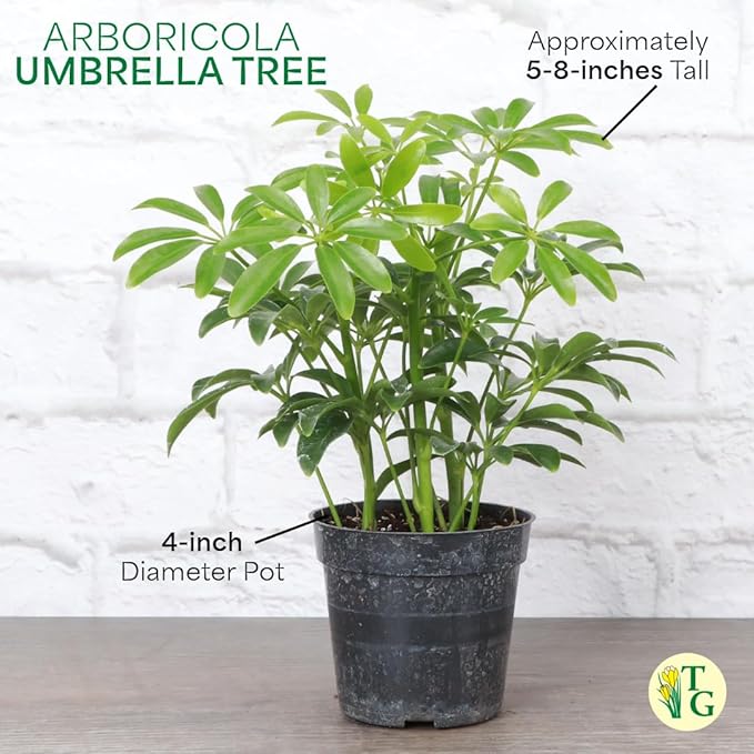 Thorsen's Greenhouse Live Arboricola Umbrella Tree Plant, Schefflera Arboricola, Natural Air Purifier, Easy to Grow, Live Indoor Houseplant, 4-inch Diameter (White)