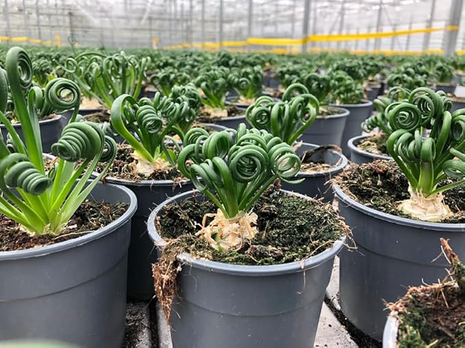 Gardenera Premium Albuca Spiralis Potting Soil Mix - Perfect Balance of Nutrients, Drainage, and Aeration for Thriving Blooms - 20 Quart