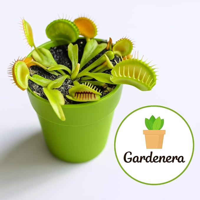 Gardenera Sphagnum Moss Potting Mix for Carnivorous Plants, Moss and Perlite Blend for Potting Venus Fly Traps, Sarracenia, Pitcher Plants - 75% Sphagnum Moss + 25% Perlite - Made in USA - 1 Quart