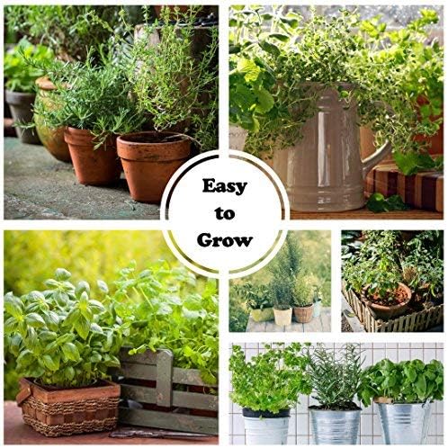 10 Varieties, Herbs de Provence Herb Seed Collection - French Culinary Herb Seeds - Non-GMO Heirloom Seeds by Sustainable Seed Company (Collection Only)