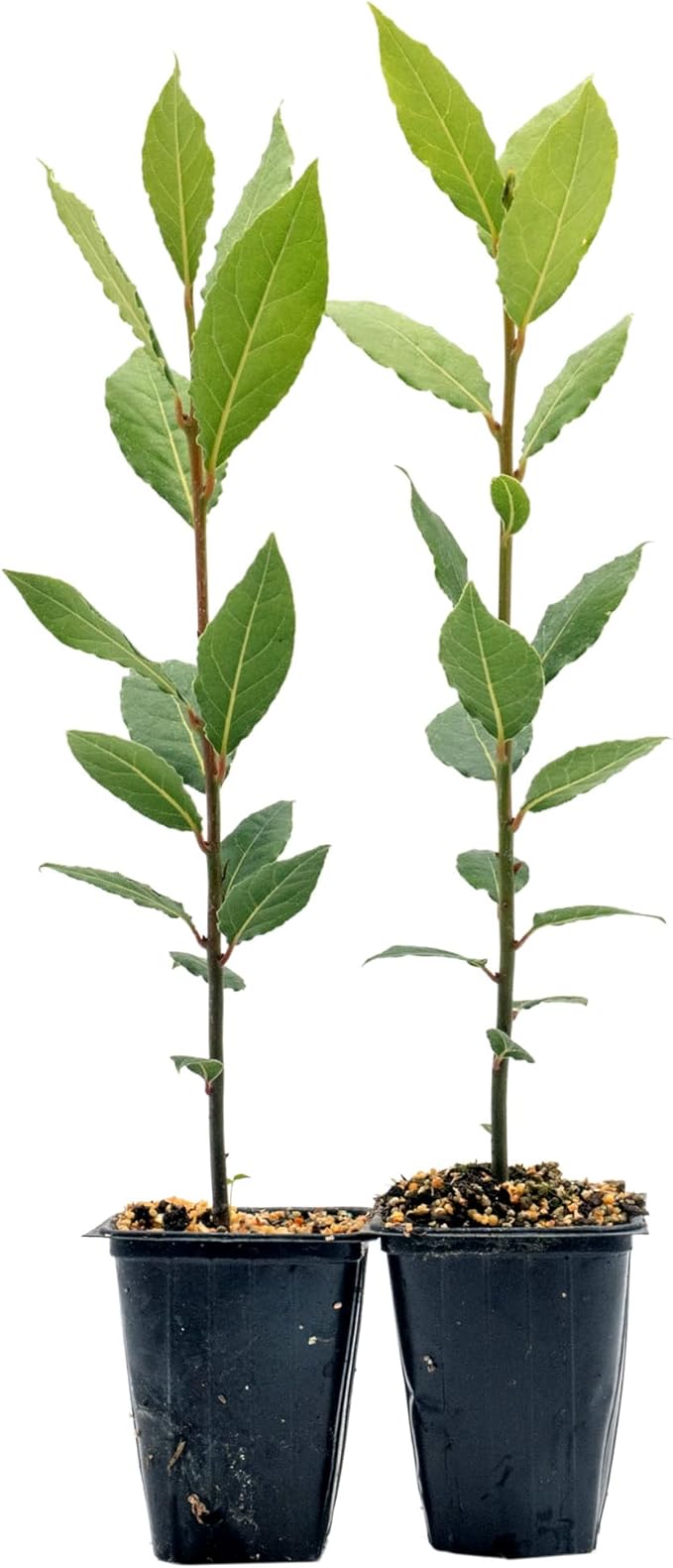 2 Live Bay Laurel Plants (Laurus Nobilis) – Aromatic Culinary Herb, Thriving in 2.5" Nursery Cubes