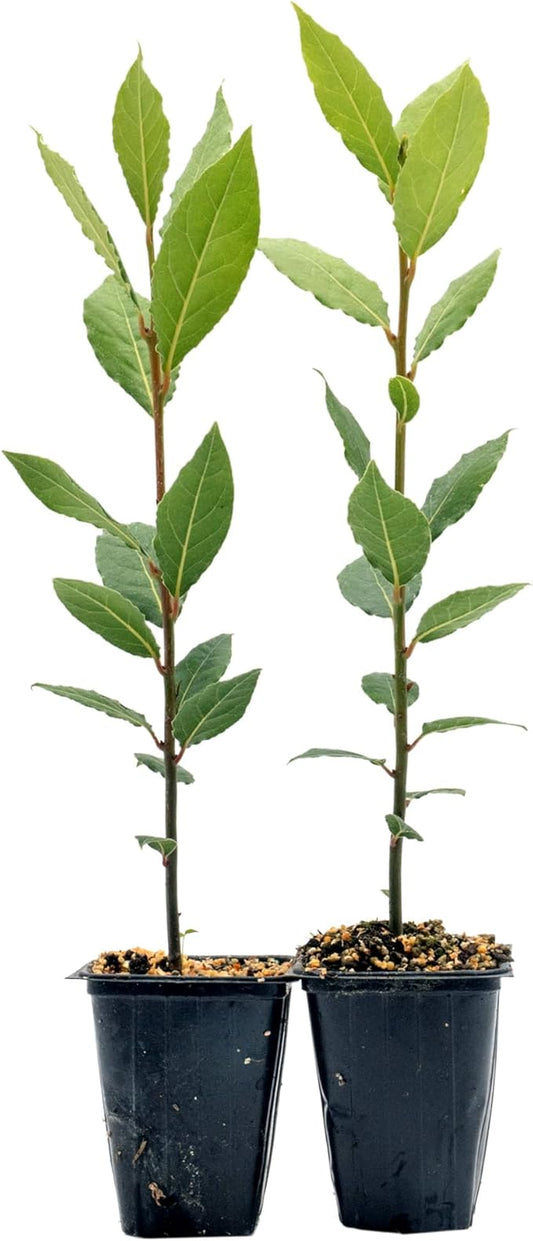 2 Live Bay Laurel Plants (Laurus Nobilis) – Aromatic Culinary Herb, Thriving in 2.5" Nursery Cubes
