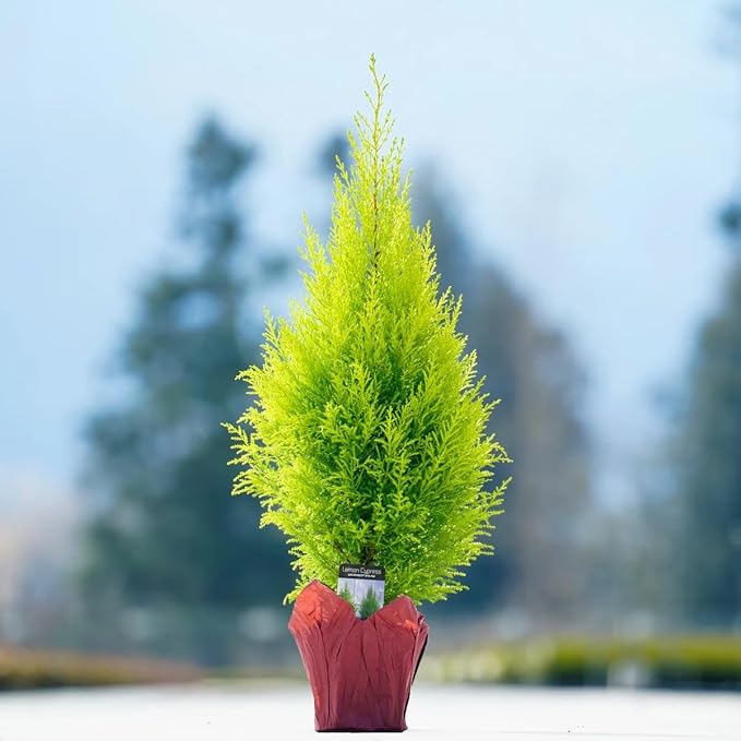 Lemony Christmas Tree. Lemon Cypress 'Goldcrest' (Cupressus Macrocarpa) - Vibrant Yellow-Green Foliage, Citrus Scent, Indoor/Outdoor (2 Cypress-Lemon Cups)