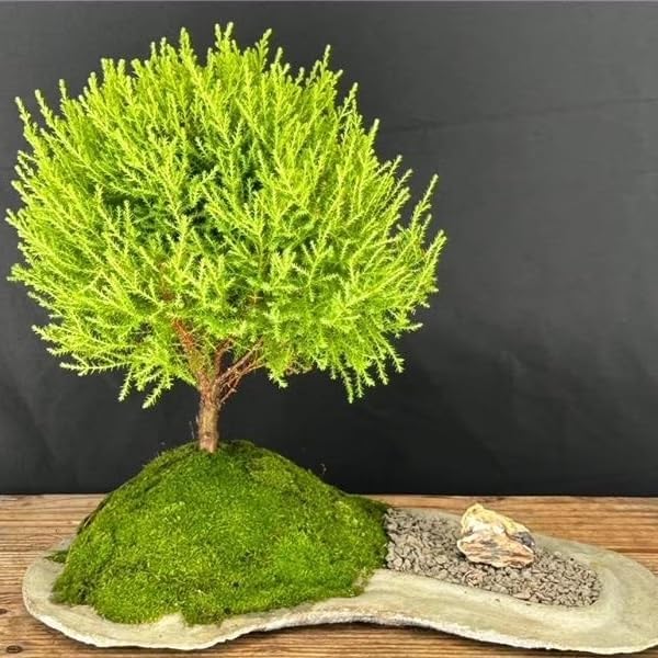 Lemony Christmas Tree. Lemon Cypress 'Goldcrest' (Cupressus Macrocarpa) - Vibrant Yellow-Green Foliage, Citrus Scent, Indoor/Outdoor (2 Cypress-Lemon sacs)
