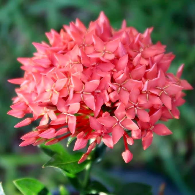 Gardenera Premium Ixora Plant Potting Mix - Crafted for Vibrant Growth and Profusion of Blossoms - 1 Quart