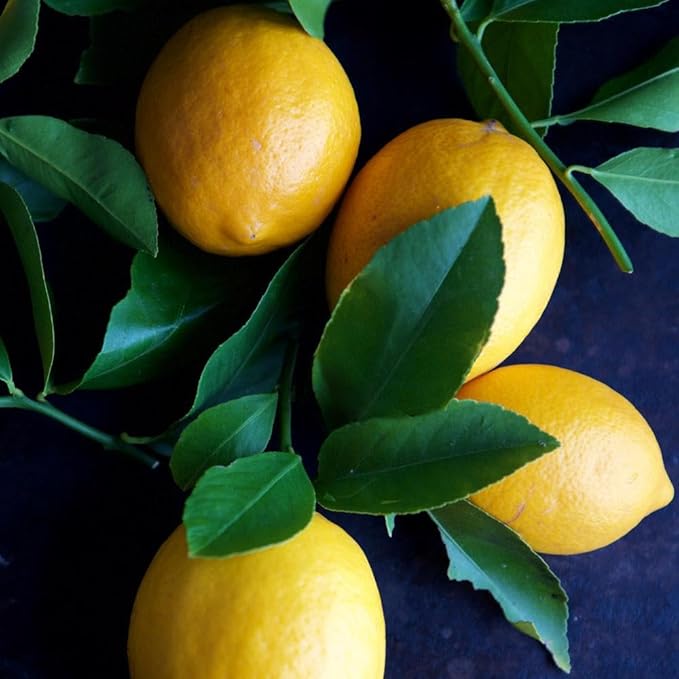 Brighter Blooms - Meyer Lemon Tree, 4-5 ft. - No Shipping to AK, AL, AZ, CA, FL, GA, HI, LA, MS, OR, TX