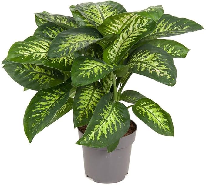 Gardenera Premium DIEFFENBACHIA Potting Soil Mix - Ideal for Growing Robust and Healthy Dieffenbachia - 3 Quart