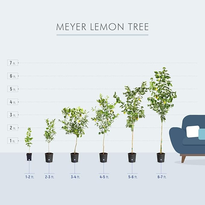 Brighter Blooms - Meyer Lemon Tree, 4-5 ft. - No Shipping to AK, AL, AZ, CA, FL, GA, HI, LA, MS, OR, TX