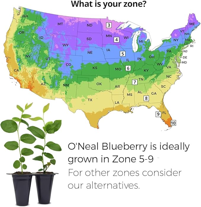 Pink Lemonade Blueberry (O'Neal)