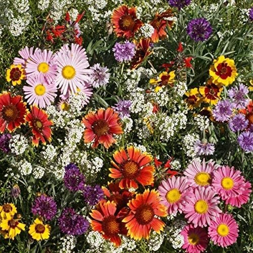 Outsidepride Birds & Butterfly Wild Flower Seed Mix - 1 Lb. Premium Blend of Annual & Perennial Wildflower Seeds for Attracting Songbirds, Hummingbirds, & Butterflies