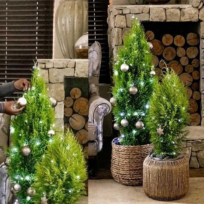 Lemony Christmas Tree. Lemon Cypress 'Goldcrest' (Cupressus Macrocarpa) - Vibrant Yellow-Green Foliage, Citrus Scent, Indoor/Outdoor (4 Cypress-Lemon Cups)