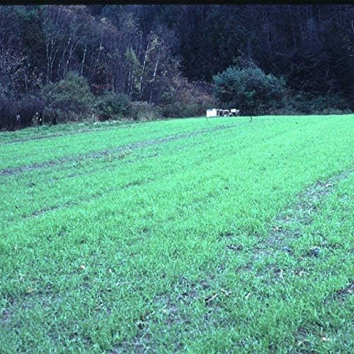No-Till Winter Rye Seeds - 5 Lbs - Non-GMO Rye Grain Cover Crop Seeds by Mountain Valley Seed Company.