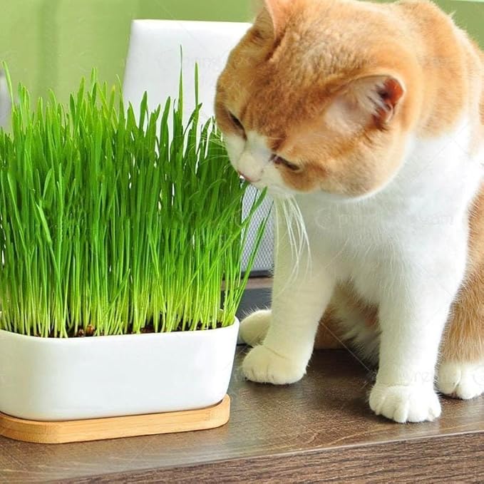 GARDENERA Cat Grass Potting Mix - Nurture Your Cat's Well-Being with This Specially Formulated Blend - 3 QUARTS