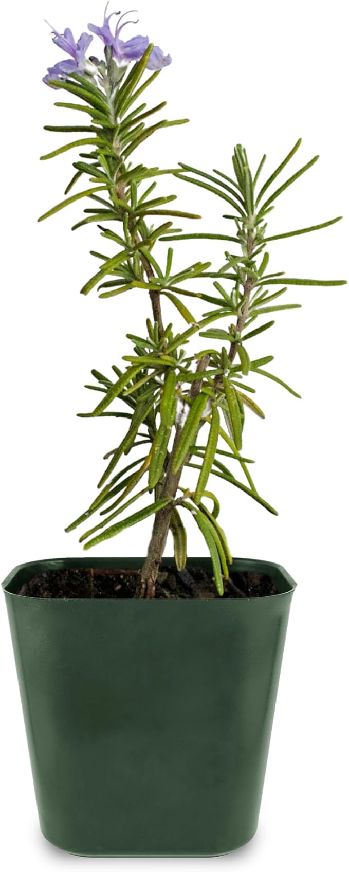 My Shelfie - Rosemary Plant Starter, Aromatic Rosemary Plants Live in 2-Inch Pot, Live Plants 2-3 Inch Tall, Blue-Purple Rosemary Herb Plants, Bee-Friendly, 1 Piece, Green